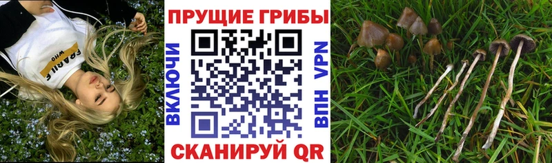 мега   хочу наркоту  Нарьян-Мар  Псилоцибиновые грибы Psilocybe 